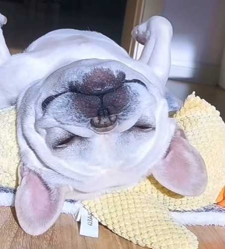 狗狗曬日光浴。（圖／翻攝自臉書）