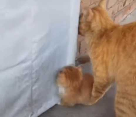 動物的大型坑娃現場。（圖／翻攝自臉書）