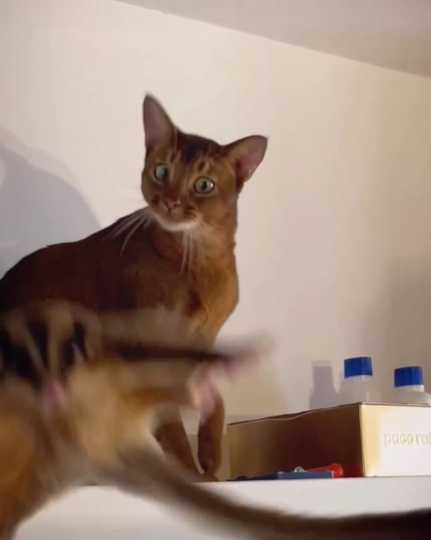 貓咪看到老鼠會飛，驚呆了。（圖／翻攝自臉書）