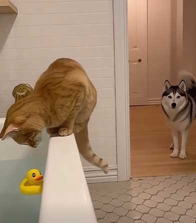 AI二哈把貓咪推進浴缸裡。（圖／翻攝自臉書）