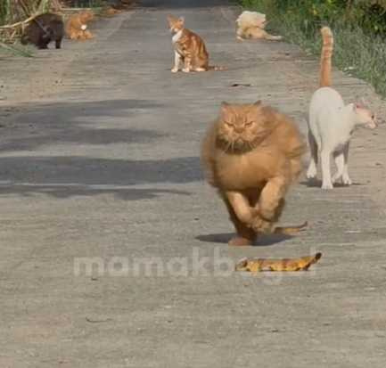 橘貓奔跑暴力衝刺。(圖/翻攝自臉書)