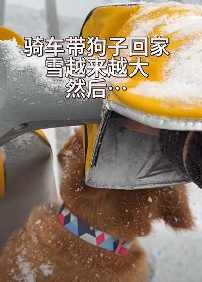 翠花不願意和主人一起搭機車。（圖／翻攝自臉書）