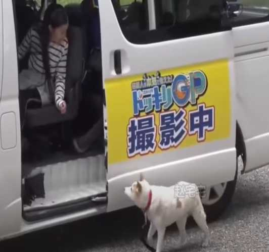 15年老狗被測試忠心程度，結果顯示為0。（圖／翻攝自臉書）