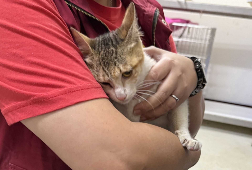 三花貓個性撒嬌，更靠著超萌魅力騙到終身飯票。（圖／翻攝新北市動保處官網）