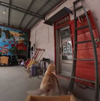 拉布拉多犬獨自一人到市場買菜。(圖/翻攝自臉書)