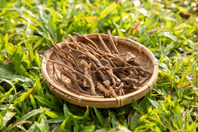 平埔大武壠族的傳統植物「雞腳刺」用在熬湯上異常清香美味。（圖／宋岱融攝）