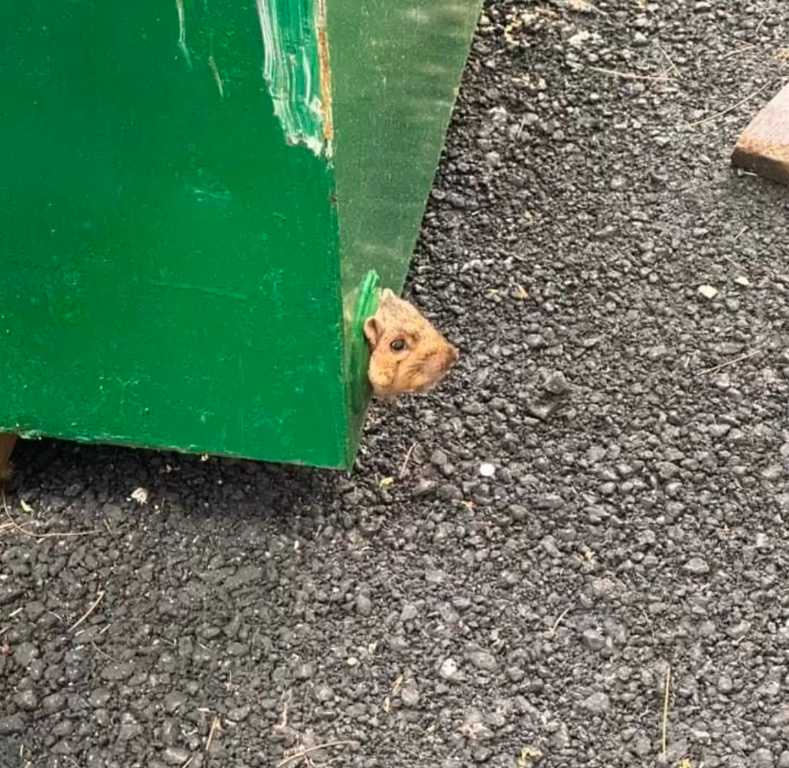 一隻松鼠的頭卡在垃圾筒的洞洞裡。（圖／翻攝自網路)