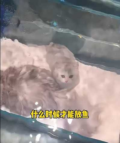 貓咪看著闖缸魚游啊游。（圖／翻攝自臉書）