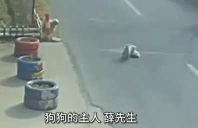 愛犬被撞,兩隻流浪狗見義勇為。(圖/翻攝自臉書)