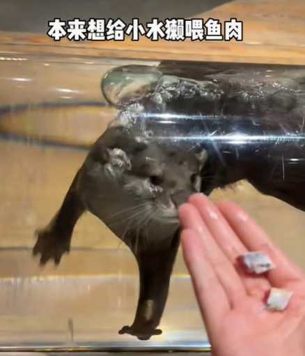 水獺搶食。(圖/翻攝自臉書)
