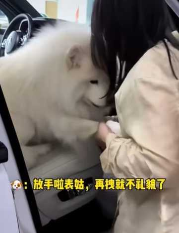 狗狗跳上勞斯萊斯不肯走。(圖/翻攝自臉書)