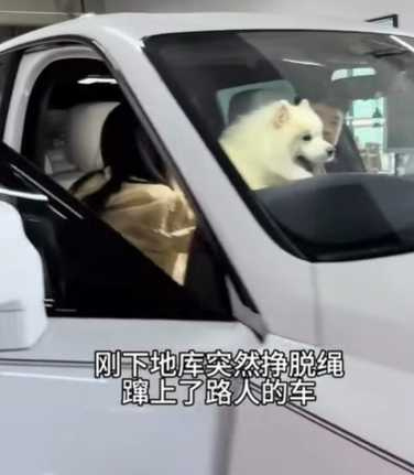 狗狗跳上勞斯萊斯不肯走。(圖/翻攝自臉書)