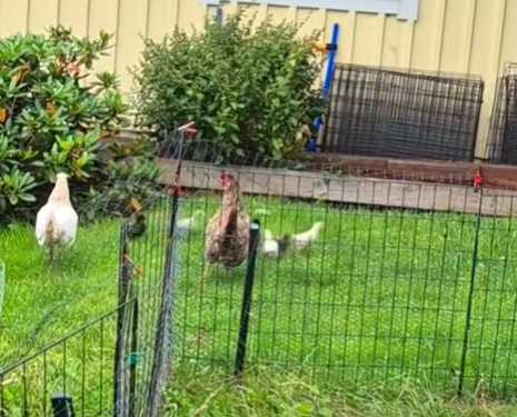 母雞先發制人趕走貓咪。（圖／翻攝自臉書）