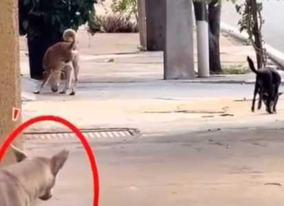 見到行走不便的同袍,狗狗發揮同理心。(圖/翻攝自臉書)