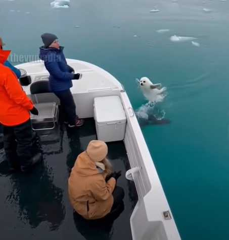 海豹被不明物體丟上船。(圖/翻攝自臉書)