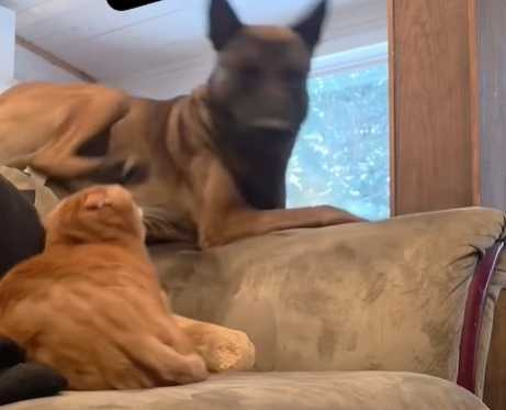 拿個玩具結果被貓扁下沙發。（圖／翻攝自臉書）