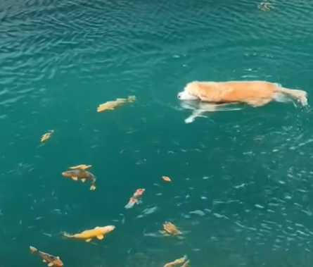 黃金獵犬到水裡交朋友。（圖／翻攝自臉書）