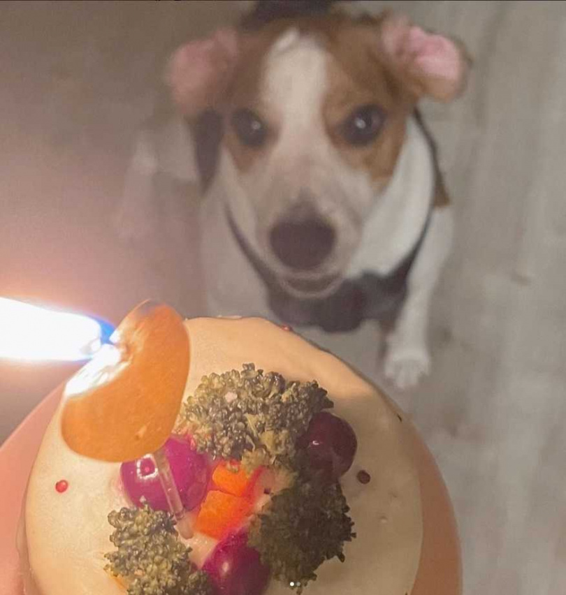 每年「勘吉」生日王淨都會幫牠慶生，還會買狗狗吃的小蛋糕給牠。（圖／翻攝自王淨IG）