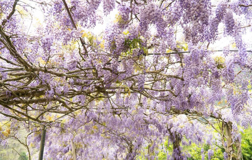 阿里山紫藤花季將會是接下來的遊程之一。（圖／雄獅旅遊提供）