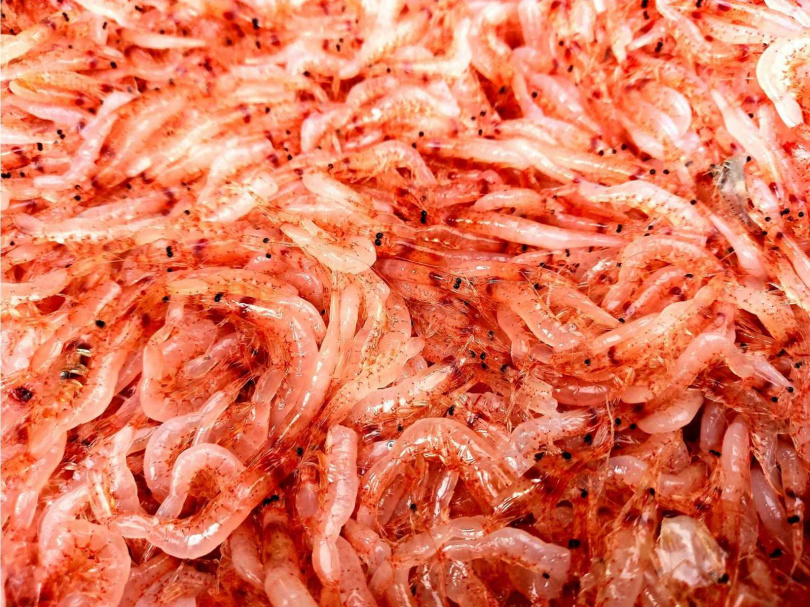 棲息在龜山島海域150米到250米深的櫻花蝦，是當地特色漁獲。（圖／黃士洋提供)