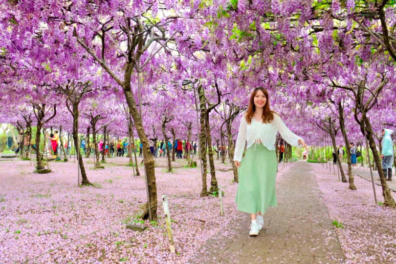 「淡水紫藤花園」擁有近萬坪場地種植超過1000株日本品種紫藤花樹。