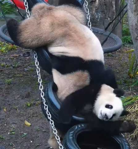 貓熊孩子逃出生天,鬆一口氣。(圖/翻攝自臉書)