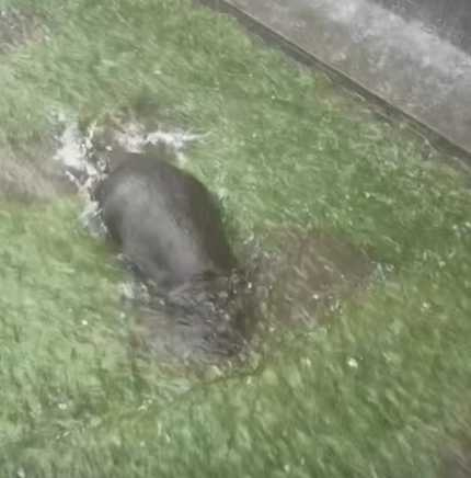 外頭下大雨，水獺最嗨。（圖／翻攝自臉書）