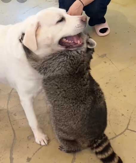 浣熊把狗當貓在吸。(圖/翻攝自臉書)