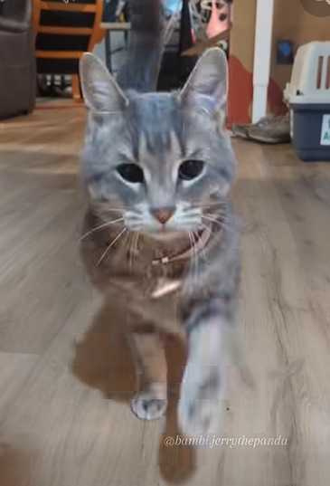 貓咪走起路來像隻馬。（圖／翻攝自臉書）