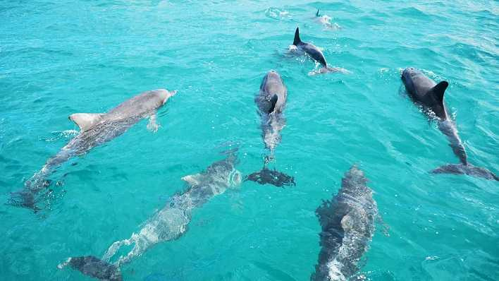 每年4月開始便是搭船賞海豚的最佳時節，幸運的話還可看到大鯨魚拍打魚尾的景象。（圖／雄獅旅遊提供）