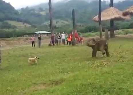 大象追狗但追不到，後來有點生氣了。（圖／翻攝自YouTube）