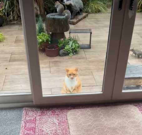貓咪站在門口不敢動，松鼠在後方不斷亂竄。（圖／翻攝自臉書）