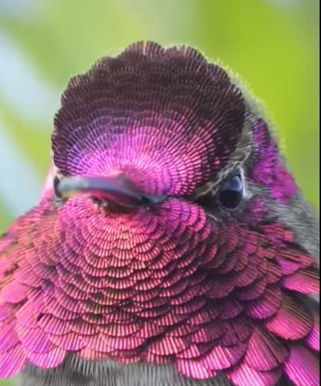 朱紅蜂鳥上演變臉。（圖／翻攝自臉書）