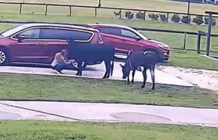 大牛像狗一樣，等待主人回家討摸摸。（圖／翻攝自臉書）