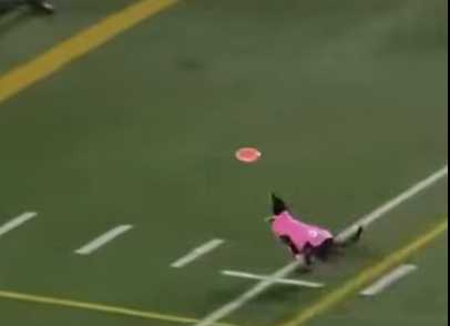 狗狗表演飛盤版的達陣。(圖/翻攝自臉書)