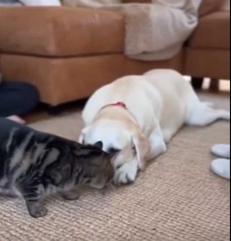 拉拉見到老鼠嚇到不行。（圖／翻攝自臉書）