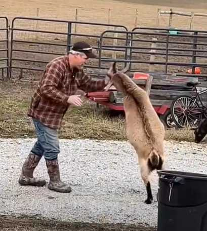 公羊試圖撞人，男子一招反制。（圖／翻攝自臉書）