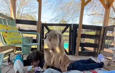 幾隻小羊幫忙按摩踩背。（圖／翻攝自臉書）