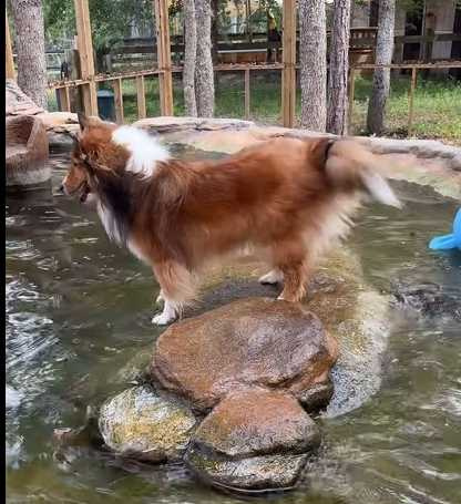 狗狗和水獺玩耍。(圖/翻攝自臉書)