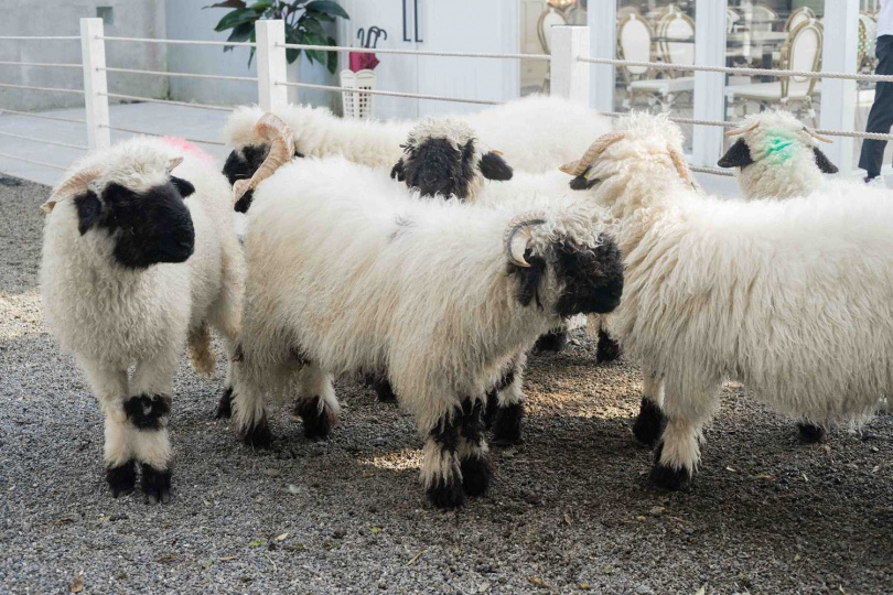 宜蘭綠舞年終感謝祭開跑，於活動期間入住享點數雙倍贈！還有機會與六隻可愛的黑鼻羊近距離互動合照。