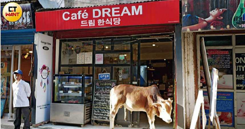 在大街上漫步的牛隻，似乎也被提供韓食的咖啡店吸引了。（圖／游苔攝影）