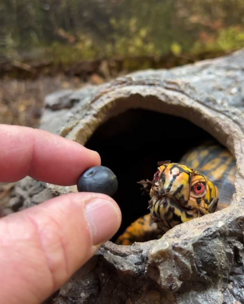 烏龜吃藍莓。（圖/翻攝自臉書）