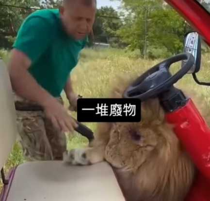 獅子在男子面前,乖得像隻小貓。(圖/翻攝自臉書)