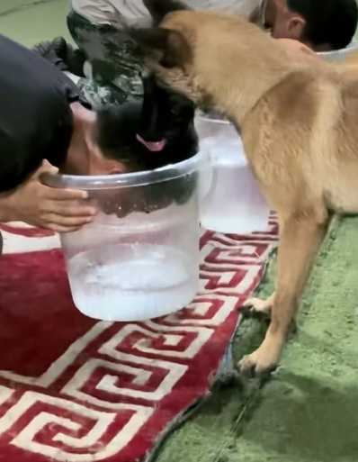 狗狗發現人類作弊。（圖／翻攝自臉書）