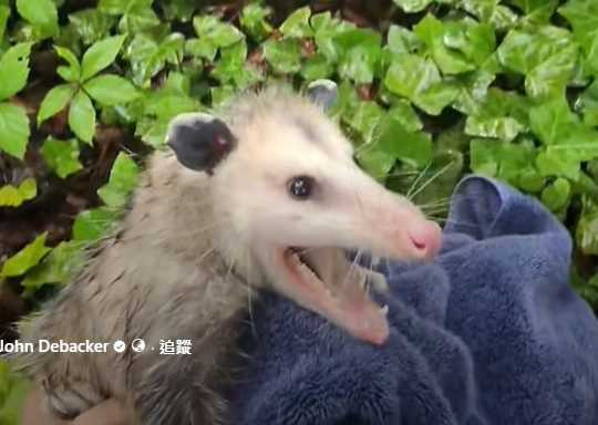 人類救援負鼠。(圖/翻攝自臉書)