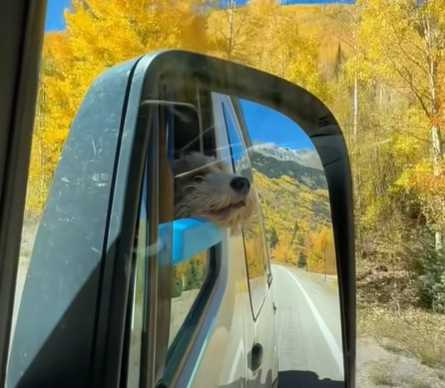 主人為狗狗發明一款神物,讓牠倚靠在車窗上時可以更加舒適。(圖/翻攝自臉書)