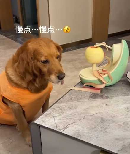 黃金獵犬啃蘋果皮。（圖／翻攝自臉書）