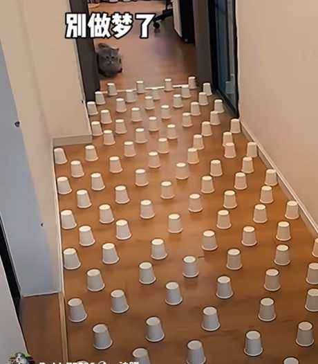 邊牧和波斯貓的障礙賽。（圖／翻攝自臉書）