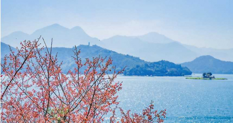 日月潭的櫻花季美景，湖畔的粉紅花蕾隨風恣意舞動，風雅不已。（圖／涵碧樓提供）