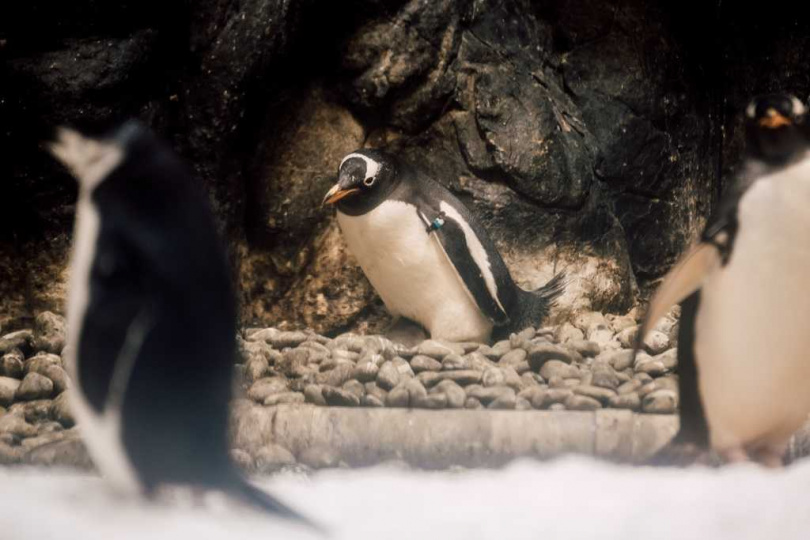 進入繁殖季辛勤照顧寶寶的企鵝爸媽們